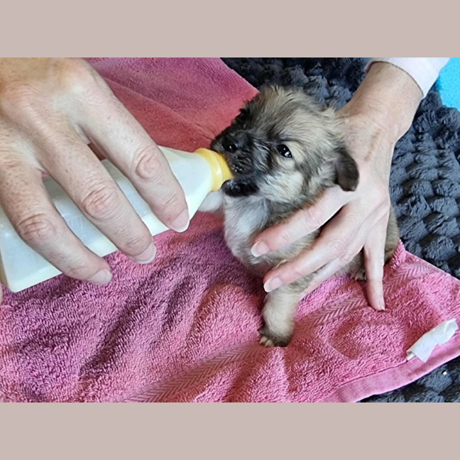 Photo of Mc Kenzie   6 Week Old Maltese X