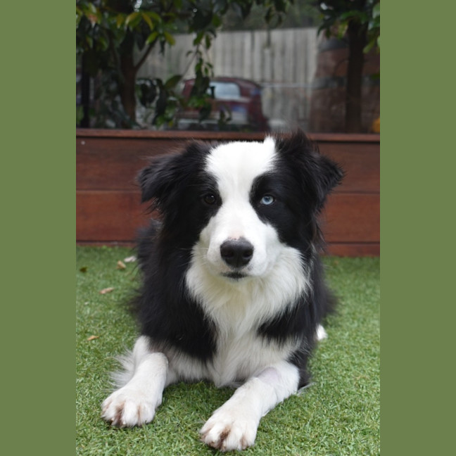 Photo of Nala