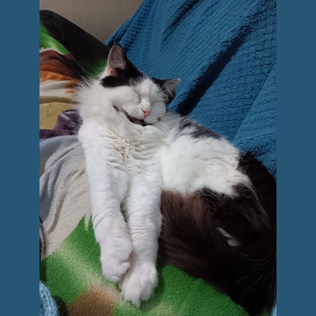 Photo of Bottlebrush