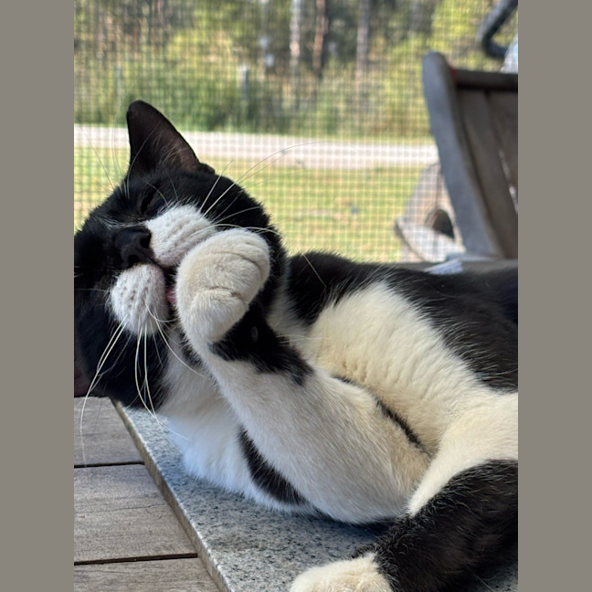 Photo of Moustache 