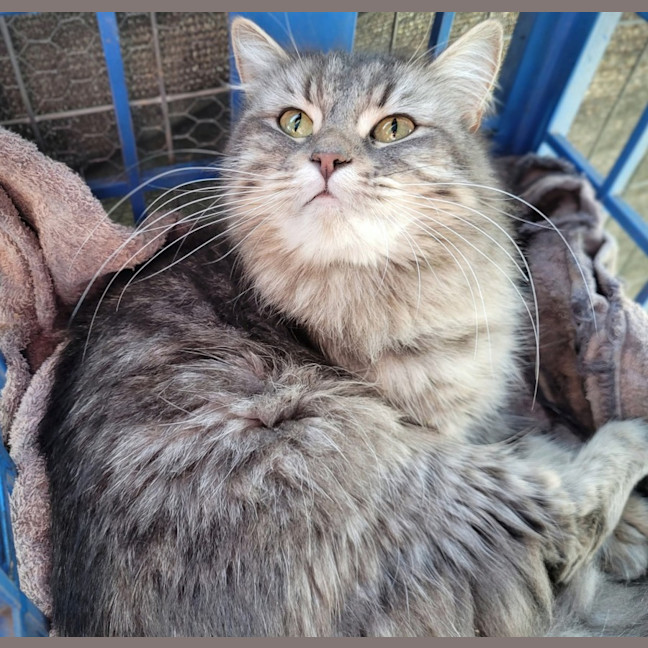 Photo of Evangeline 