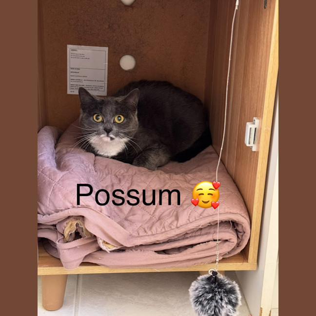 Photo of Possum The Night Agent