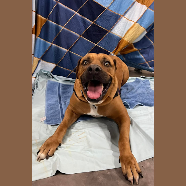 Photo of Dozer