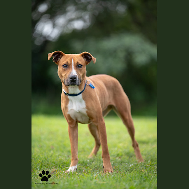 Photo of Cherry