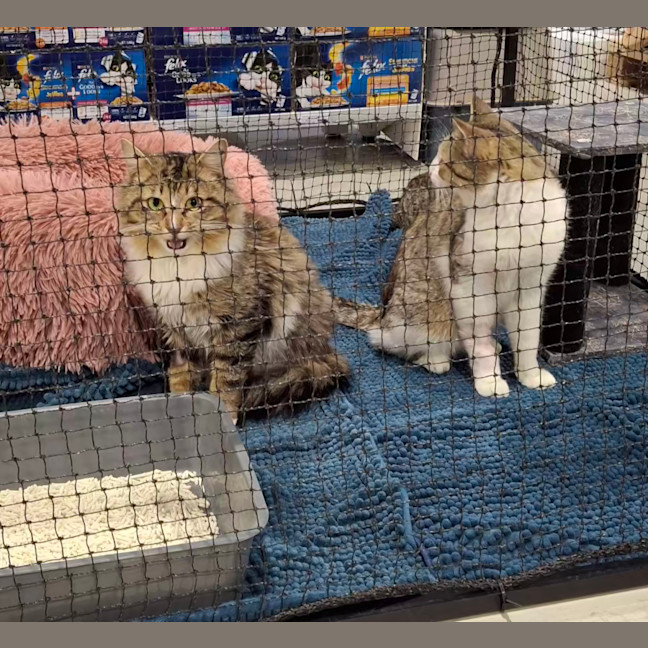 Photo of Sebastian * 9 Lives Project Rescue*