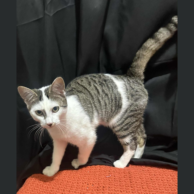 Photo of Affectionate Ash