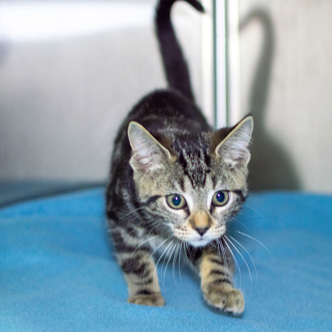 Photo of Dandelion 