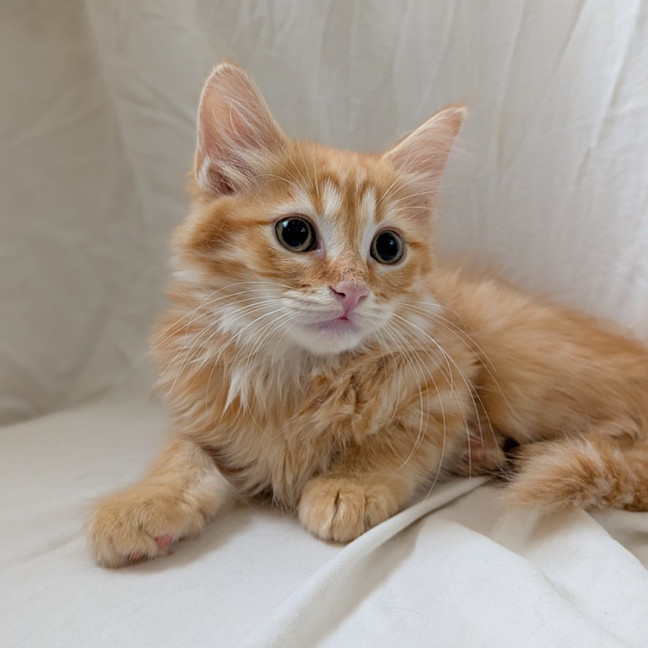 Photo of Cheetos