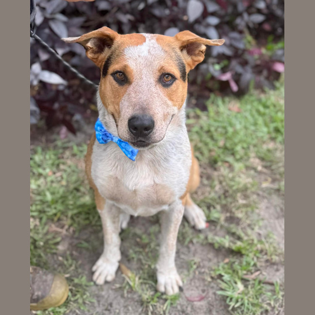 Photo of Zak *$150 Adoption Fee*