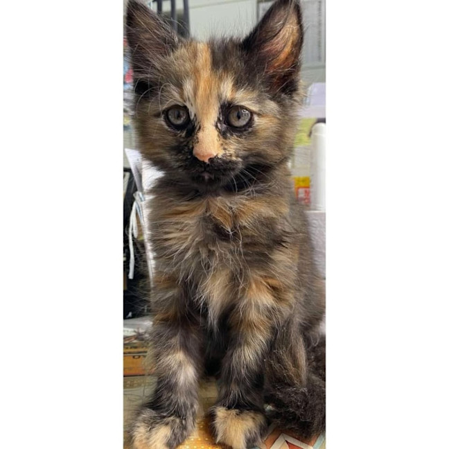 Photo of 11608   Flame