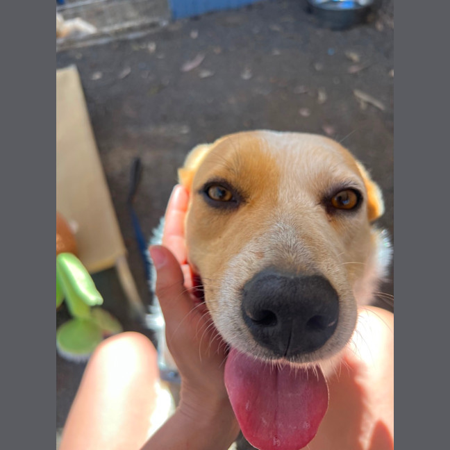 Photo of Koda