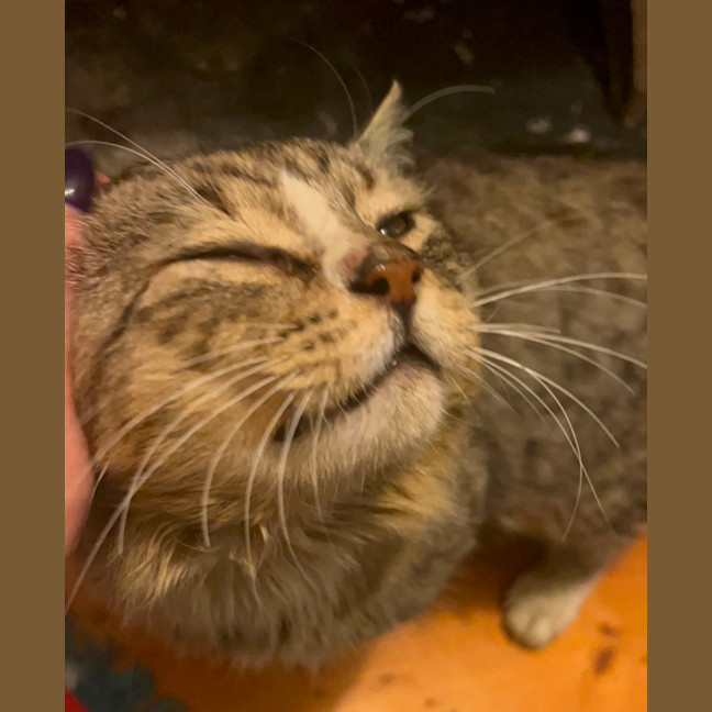 Photo of Donut