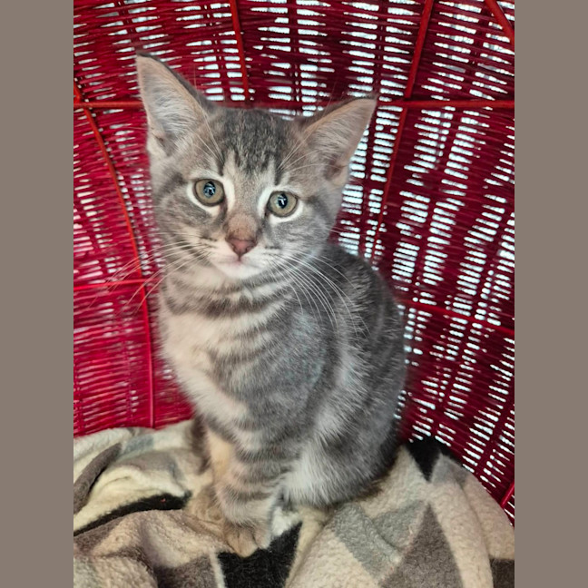Photo of Loki!