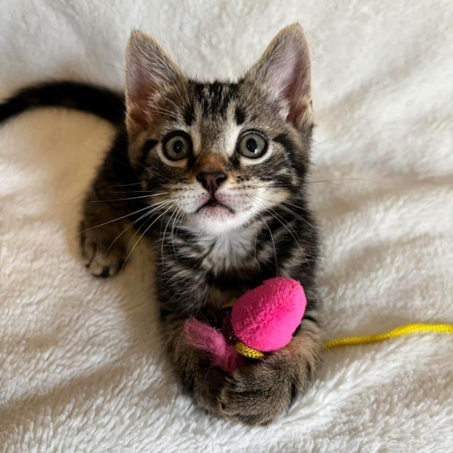 Photo of 11217   Nova