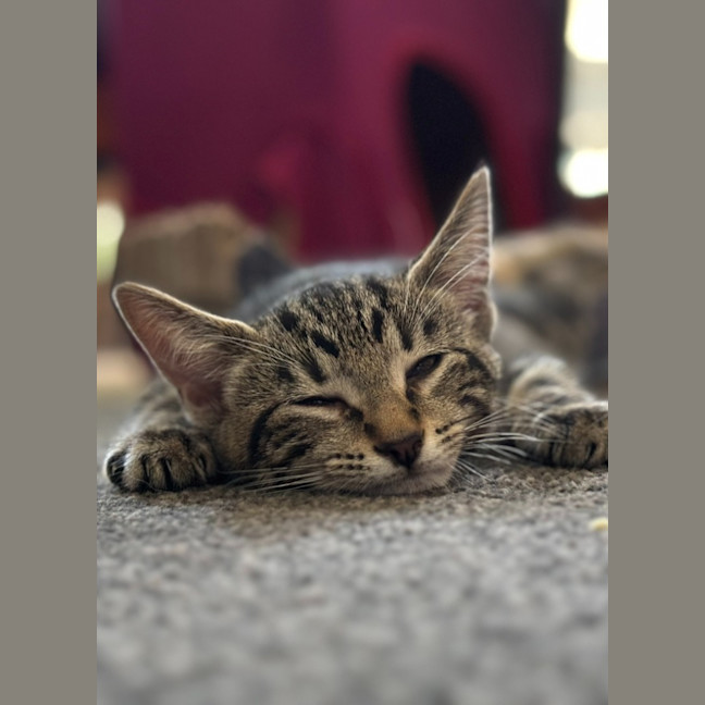 Photo of Maverick