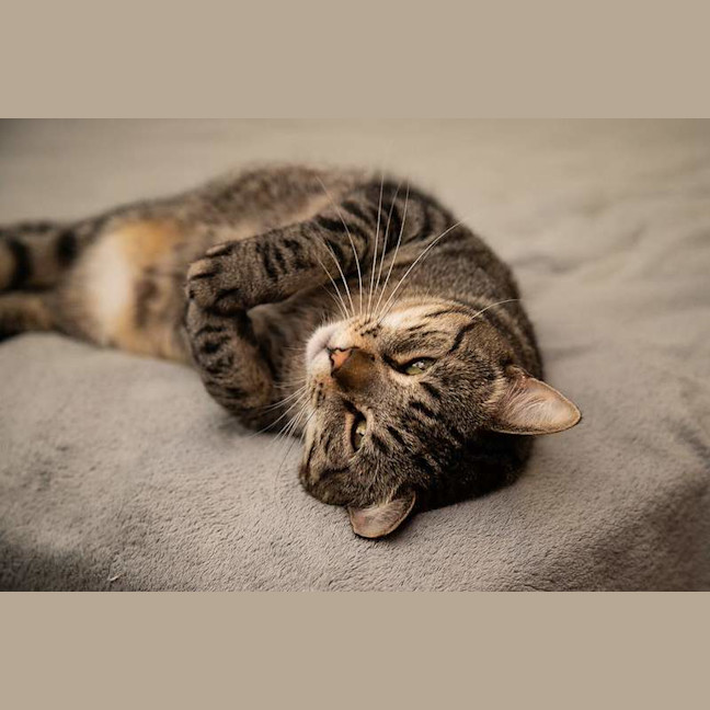 Photo of Vincent