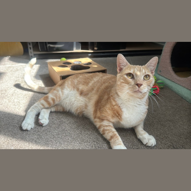 Photo of Honey