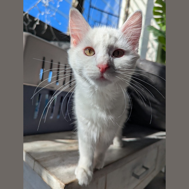 Photo of Snowflake 