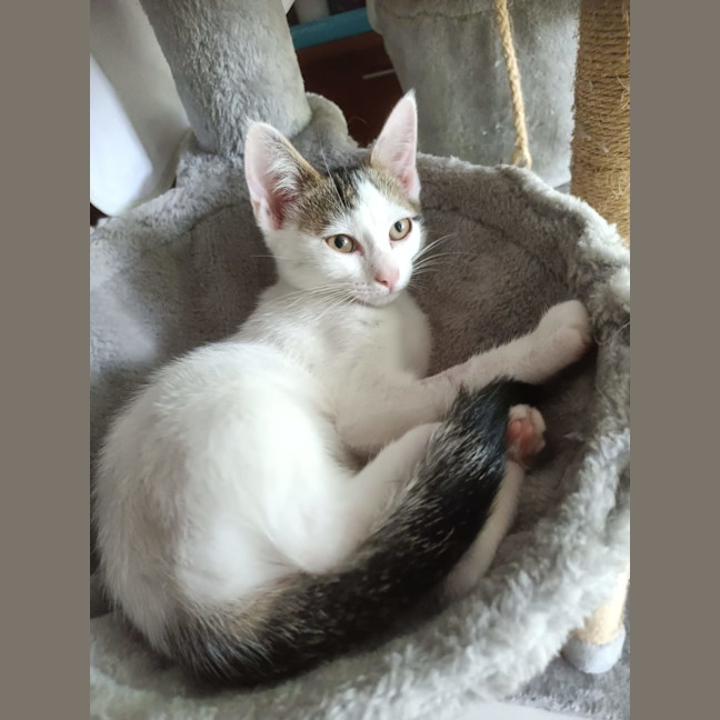 Photo of Sacha   Now At Pet Quarters Rutherford