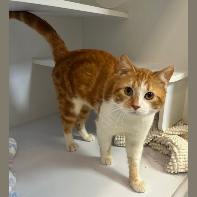 Photo of Shawn Mendes