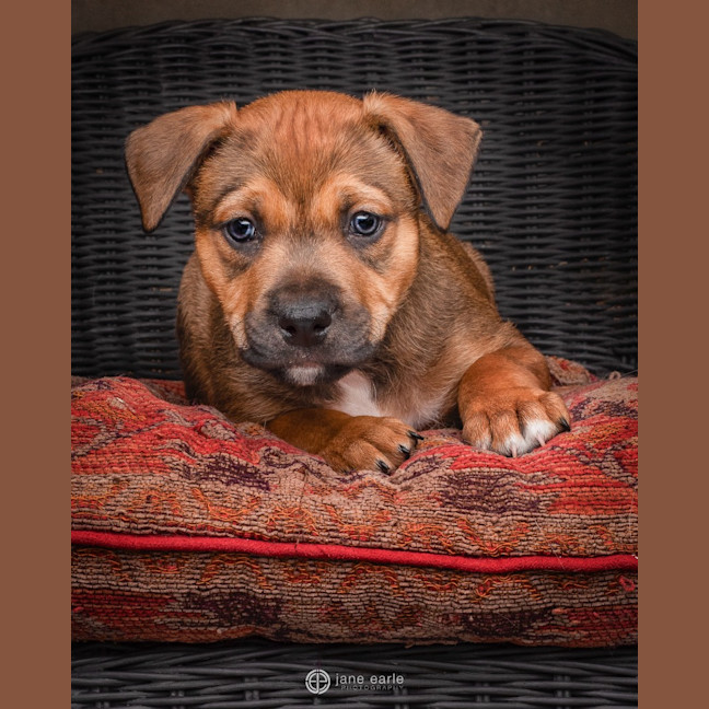 Photo of Schnitzel