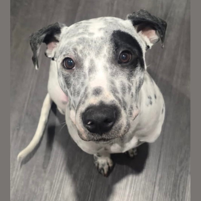 Photo of Teddy   6 Month Old Cattle Dog X