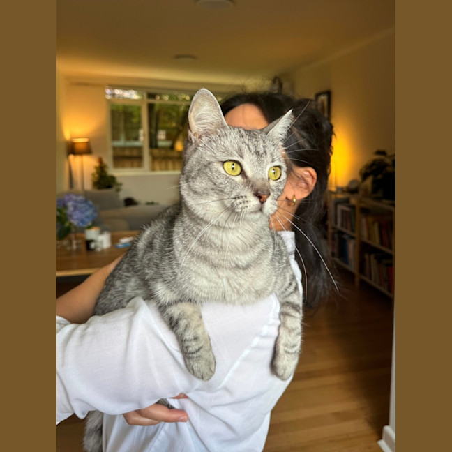 Photo of Mishka *9 Lives Project Rescue*