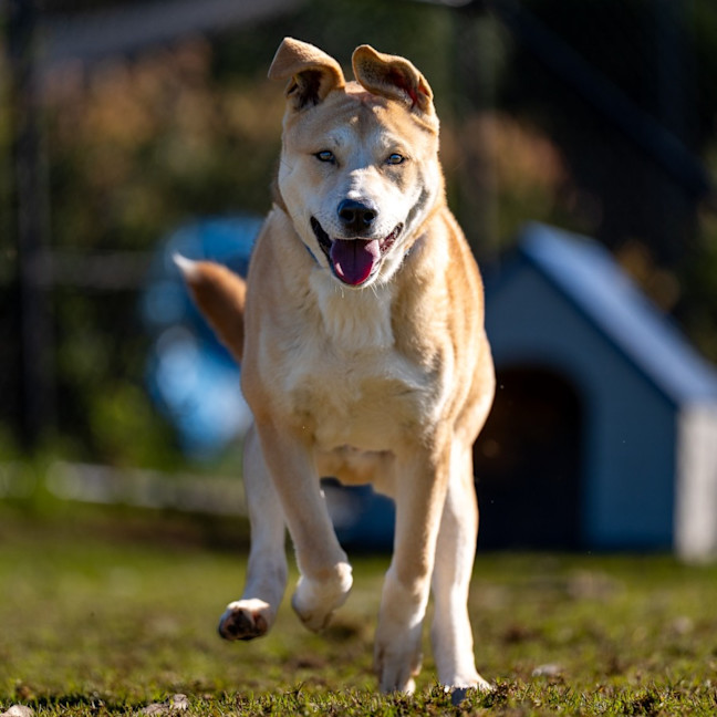 Photo of Spud Imp 1266