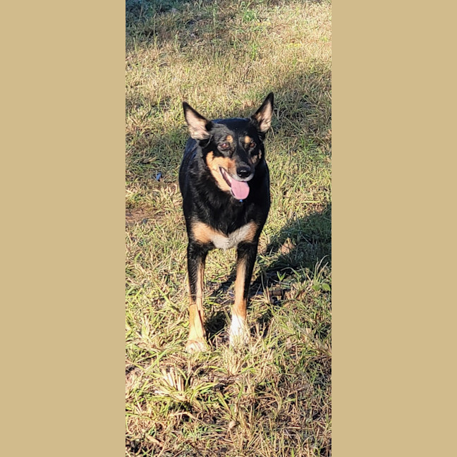 Photo of Layla *$350 Adoption Fee*