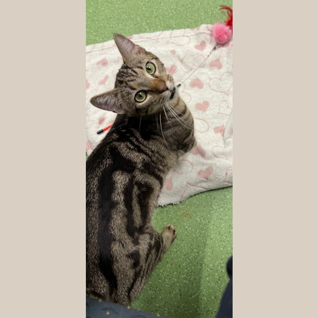 Photo of Lucy Honeycat