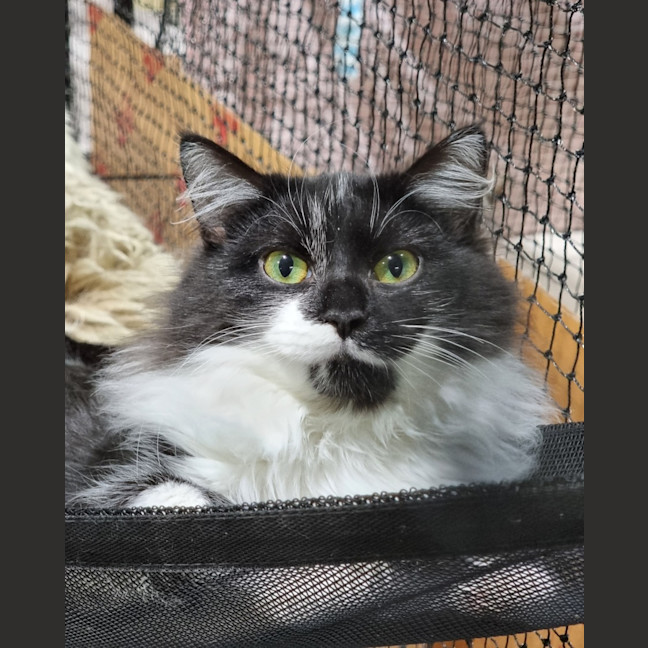 Photo of Mopsy