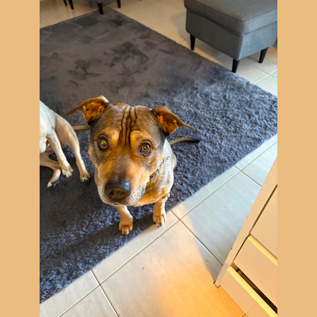 Photo of Harley 
