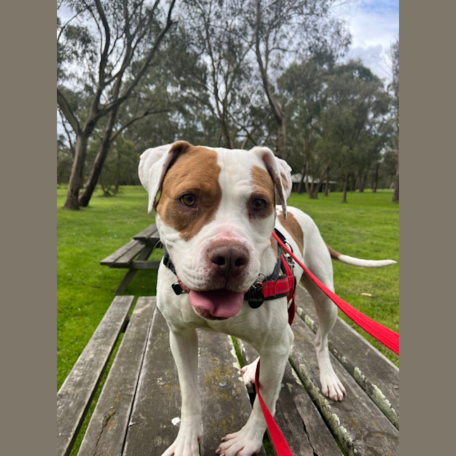Photo of Dotti