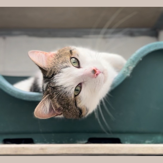 Photo of Professor Meow