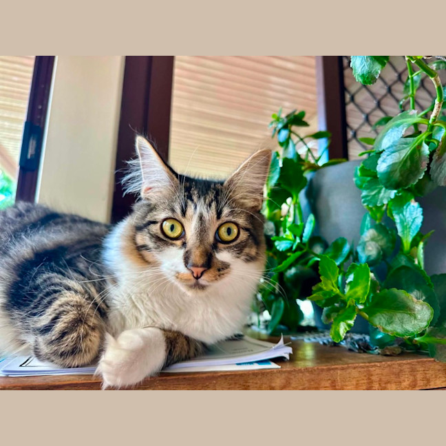 Photo of Flint 