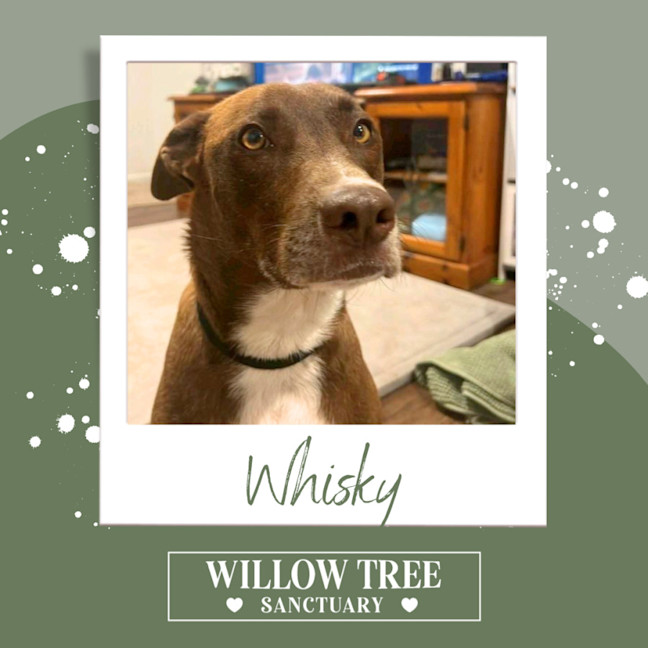 Photo of Whisky