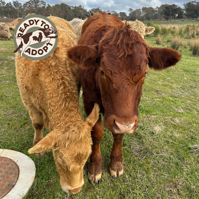 Photo of Coco, Custard, And Labrador