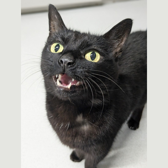 Photo of 🎀 Minka 5426 🎀