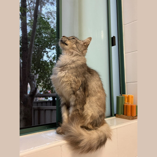 Photo of Aslan