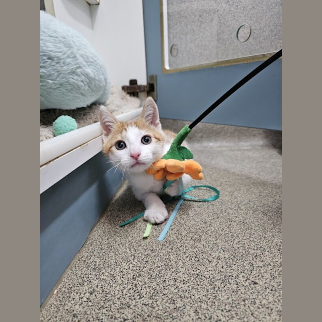 Photo of Benedict Cumbercat