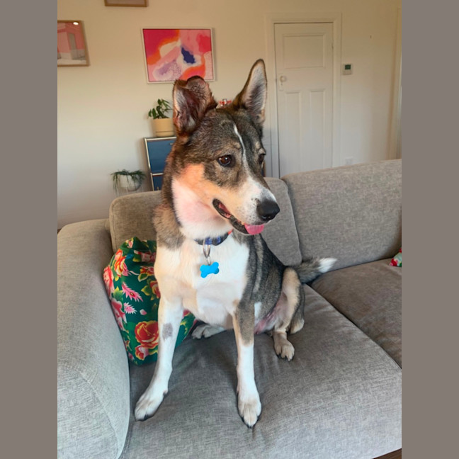 Photo of Snickers