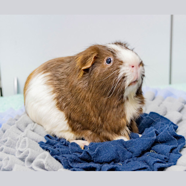 Photo of Toto