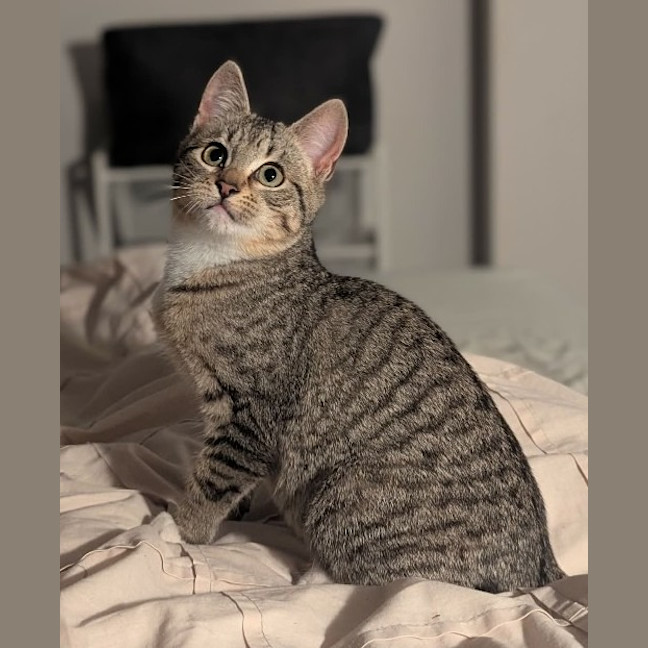 Photo of Artemis