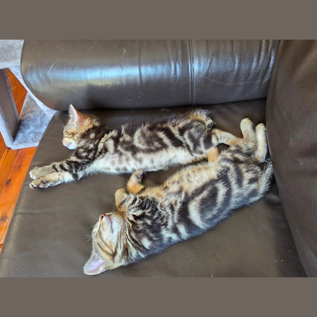 Photo of Lior & Ruel