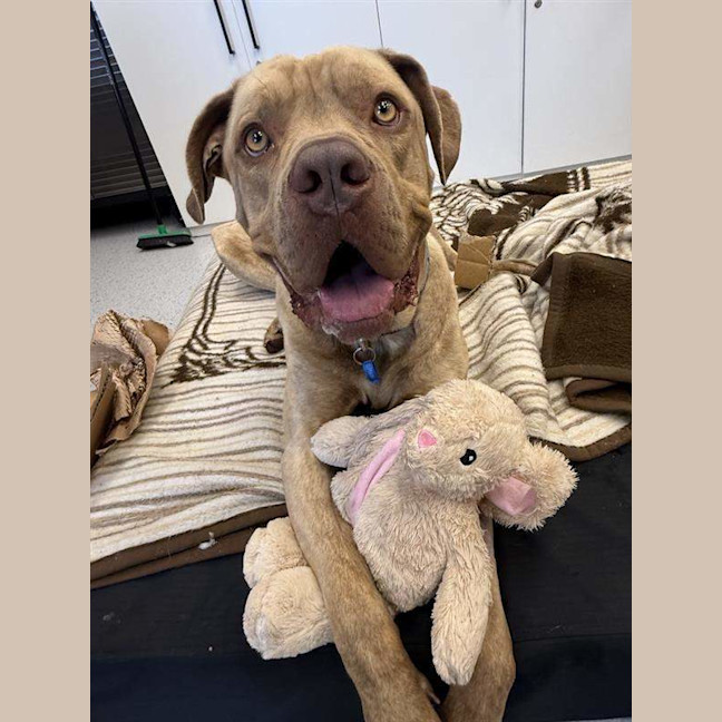 Photo of Milo