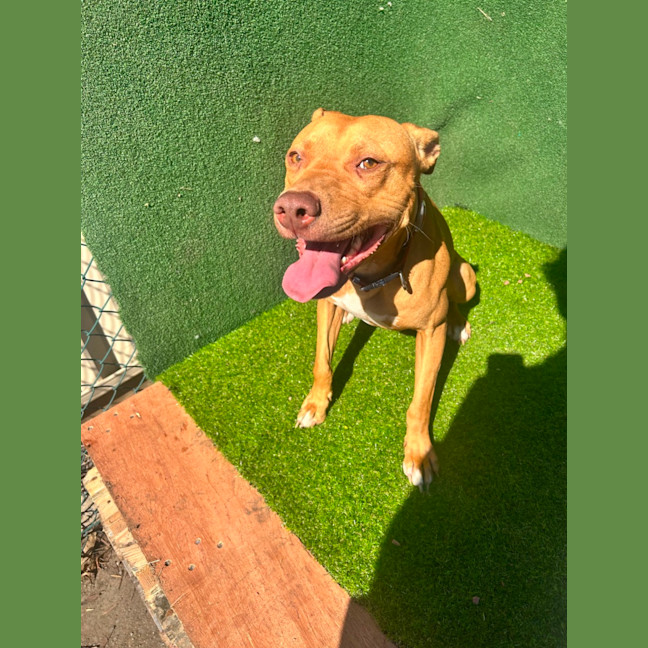 Photo of Shia Labeouf