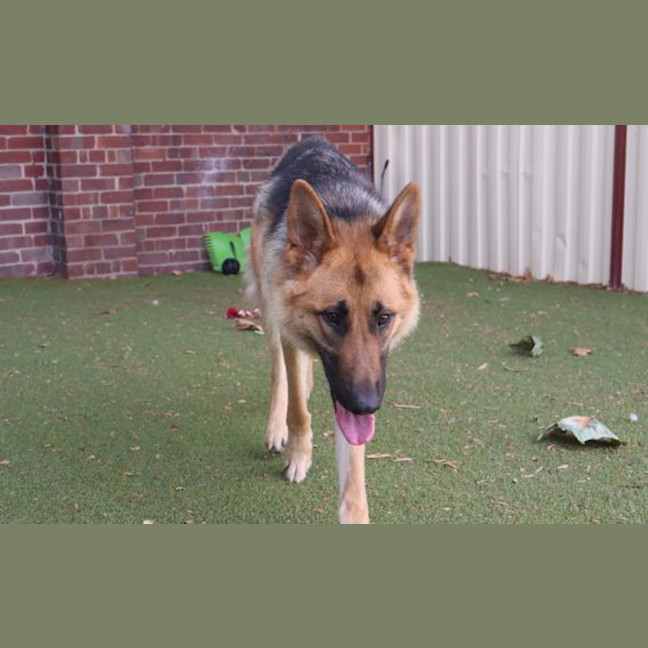 Photo of Tiki