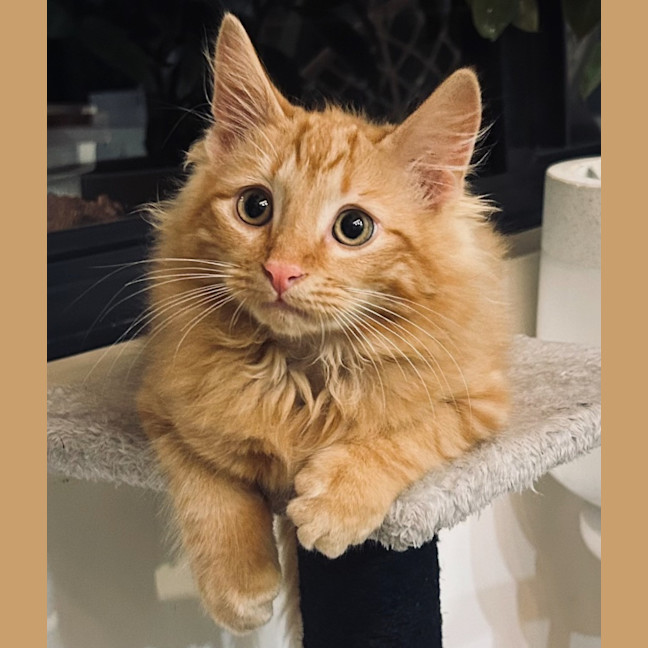Photo of Leo