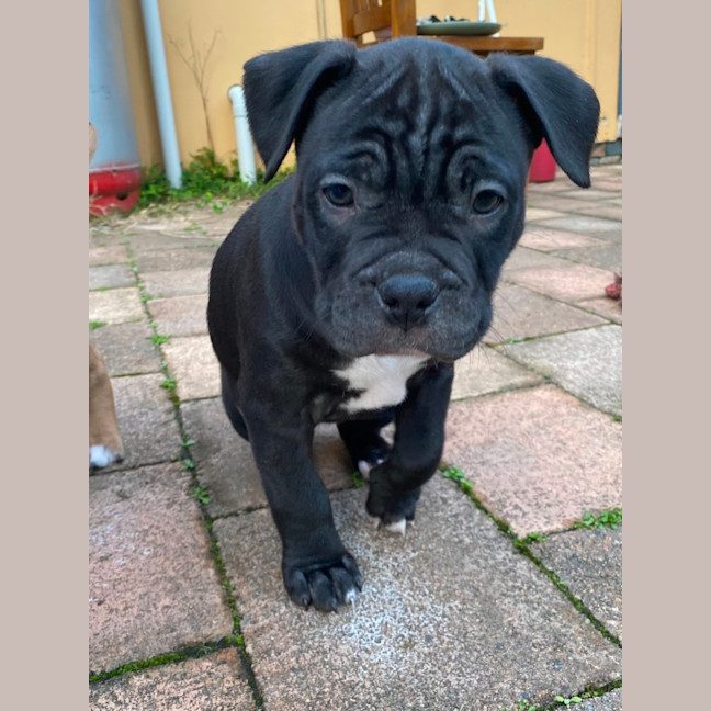 Photo of Edith   8 Week Old Staffy X