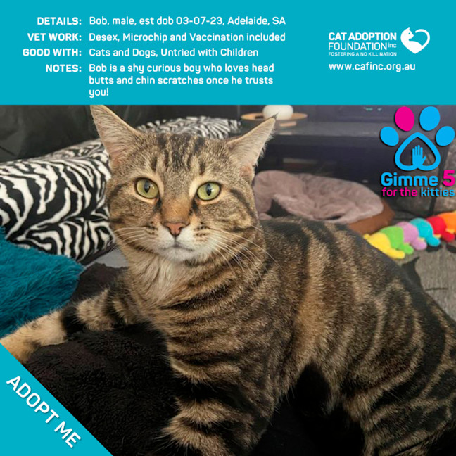 Photo of Bob Only $39 Limited Time!